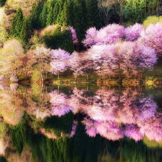 Forest spring water wallpaper