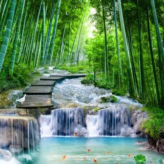 Forest spring water wallpaper