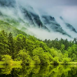 Forest spring water wallpaper