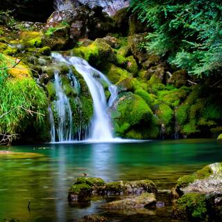 Forest spring water wallpaper