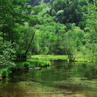 Forest spring water wallpaper