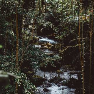 Forest spring water wallpaper