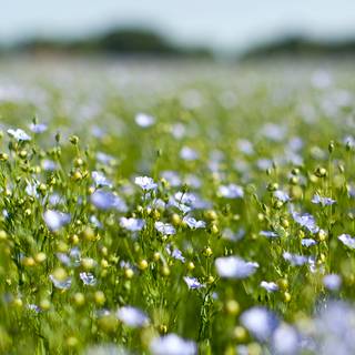 Aesthetic spring landscape wallpaper