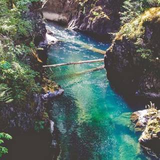 Forest spring water wallpaper