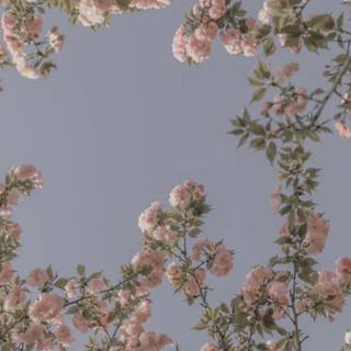 Aesthetic spring landscape wallpaper