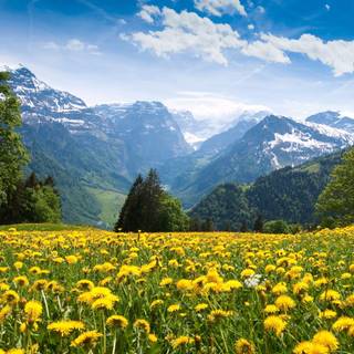 Aesthetic spring landscape wallpaper