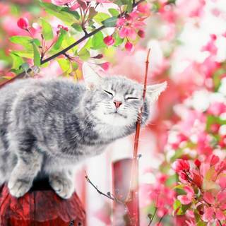 Cute cozy spring wallpaper