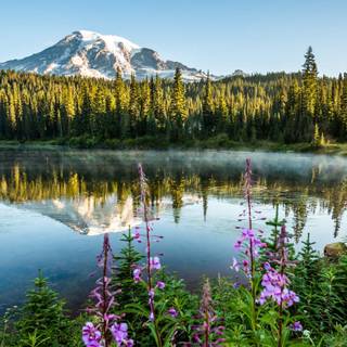 Forest spring water wallpaper