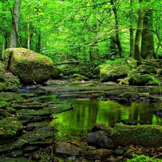 Forest spring water wallpaper