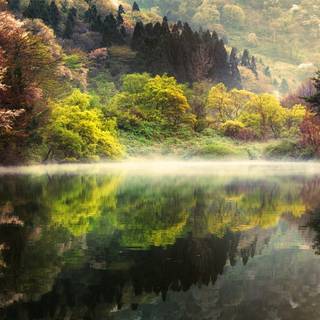 Forest spring water wallpaper