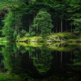 Forest spring water wallpaper