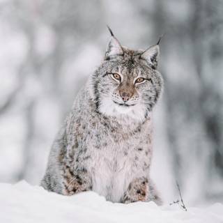 8k wide winter wallpaper