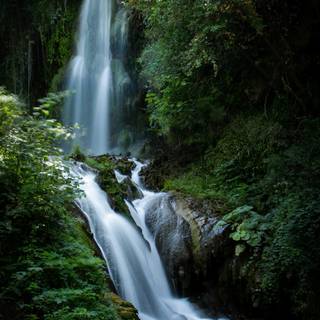 Forest spring water wallpaper