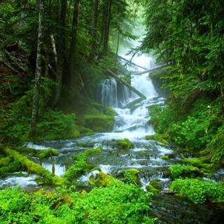 Forest spring water wallpaper