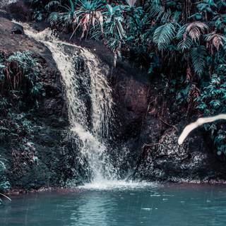 Forest spring water wallpaper