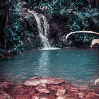 Forest spring water wallpaper