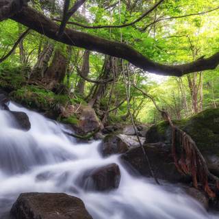 Forest spring water wallpaper