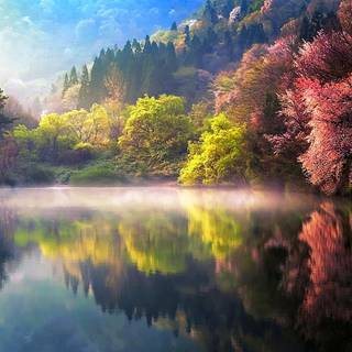 Forest spring water wallpaper