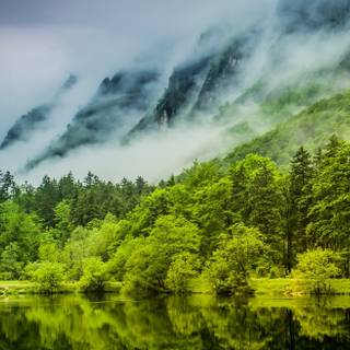 Forest spring water wallpaper