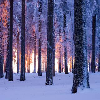 8k wide winter wallpaper