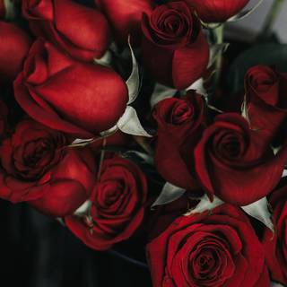 Valentine's Day cute rose wallpaper