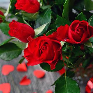 Valentine's Day cute rose wallpaper