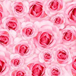 Valentine's Day cute rose wallpaper