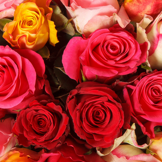 Valentine's Day cute rose wallpaper