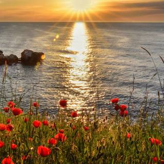 Morning sunrise HD mobile wallpaper