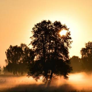 Morning sunrise HD mobile wallpaper