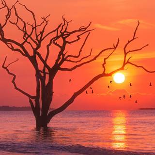 Morning sunrise HD mobile wallpaper