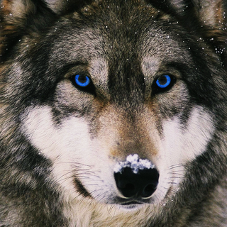 Wolf iPhone 13 Pro Max wallpaper