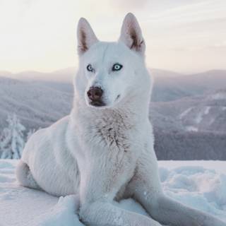 Wolf iPhone 13 Pro Max wallpaper