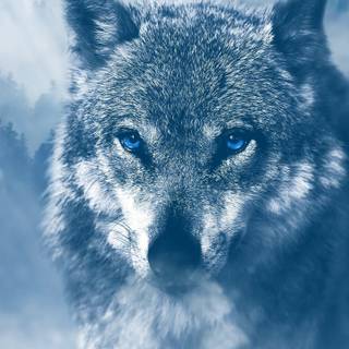 Wolf iPhone 13 Pro Max wallpaper