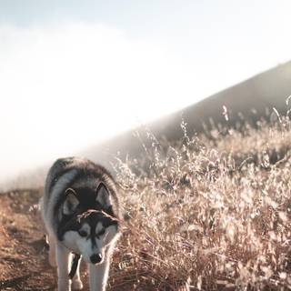 Wolf iPhone 13 Pro Max wallpaper