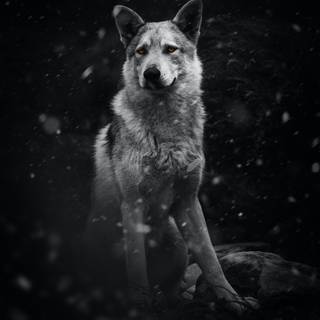 Wolf iPhone 13 Pro Max wallpaper