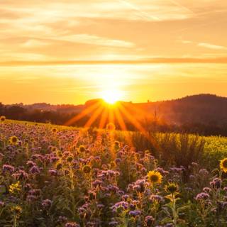 Morning sunrise HD mobile wallpaper