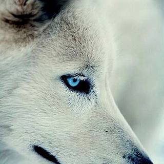 Wolf iPhone 13 Pro Max wallpaper