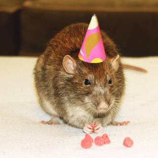 Rat with birthday hat wallpaper