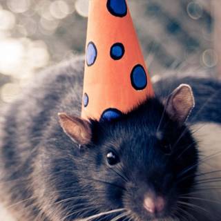 Rat with birthday hat wallpaper