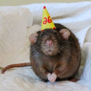 Rat with birthday hat wallpaper