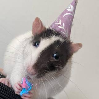 Rat with birthday hat wallpaper