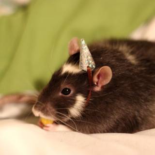 Rat with birthday hat wallpaper