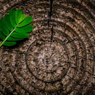 Brown and green wallpaper