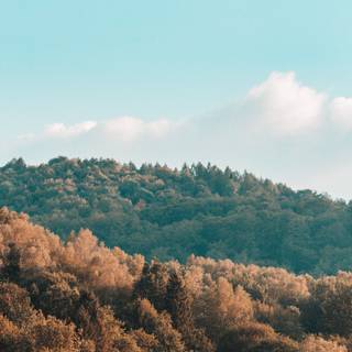 Brown and green wallpaper