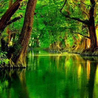 Green river wallpaper