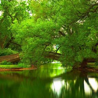 Green river wallpaper