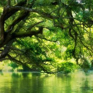 Green river wallpaper