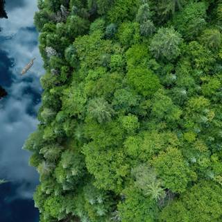 Green river wallpaper