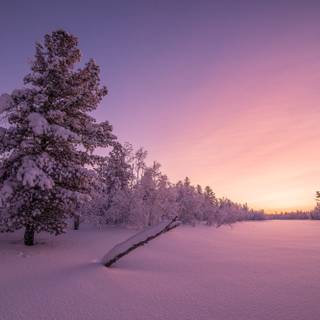 4k winter nature wallpaper
